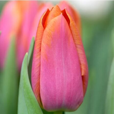 Tulpė 'Orange Dynasty' – 5 vnt